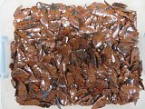 Mahogany Obsidian Arrowheads-Sold in packs of 100