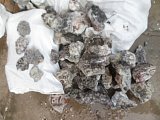 Tuxedo Lace Agate Rough - Benito Juarez, Chihuahua, Mexico