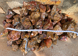 Mexican Cathedral Agate Cutting Rough