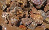 Coprolite Rough - Samalayuca Mexico