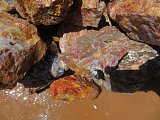 Coprolite Rough - Samalayuca Mexico