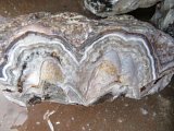 Old Fashion Lace Agate Rough