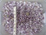 Vera Cruz Amethyst Points