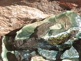 Imperial Jasper Rough