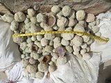 Candy Apple Geodes - Chihuahua, Mexico