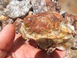 Red Bubble Lace Agate Rough