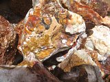 Red Bubble Lace Agate Rough