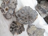 Tuxedo Lace Agate Rough - Benito Juarez, Chihuahua, Mexico