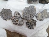 Tuxedo Lace Agate Rough - Benito Juarez, Chihuahua, Mexico