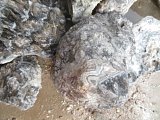 Tuxedo Lace Agate Rough - Benito Juarez, Chihuahua, Mexico